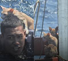 Thai sailor saves kittens from burning ship