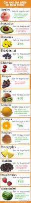 Useful Chart Fruits That You Can And Cannot Let Your Dog Eat