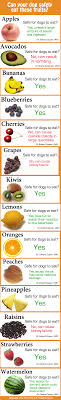 Foods Dogs Cant Eat Chart Goldenacresdogs Com