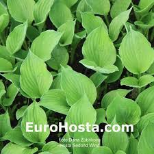 Thick green leaves, a good grower. Hosta Second Wind Eurohosta