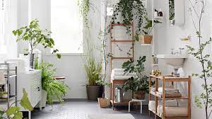 ¿te gustan las plantas en el baño? Las Mejores Plantas Para Decorar El Bano Mn Del Golfo