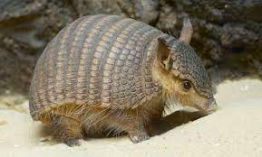 I See Your Baby Lemming And Raise You A Baby Armadillo Fairy Armadillo Armadillo Big Animals