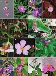 Image result for Antherotoma naudinii