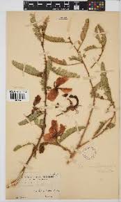 Image result for Oliverella rubroviridis