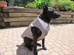 Custom Wedding Dog Tuxedo Suit Pick Your Color Custom Etsy Dog Tuxedo Grey Dog Formal Dog