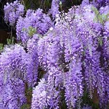 See 205 traveller reviews, 304 candid photos, and great deals for jacaranda hotel apts, ranked #54 of 70 hotels in protaras and rated 3.5. Compare Wisteria And Jacaranda