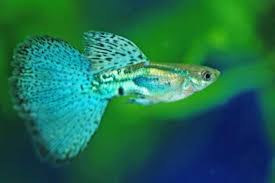 Maybe you would like to learn more about one of these? Ikan Hias Yang Bisa Dipelihara Tanpa Pompa Oksigen Aerator Binatang Peliharaan