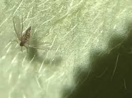 Image result for Pterygota