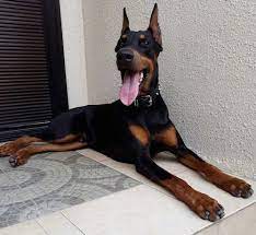 While the doberman pinscher wouldn't step into a show ring until 1897, more than three decades earlier the fledgling breed was exhibited at apolda's inaugural dog market in 1863. Doberman Pinscher Dog Breed Information And Pictures