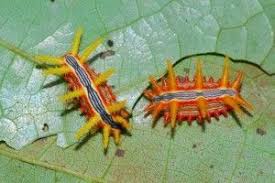 Black And Orange Caterpillar With White Spikes Amazing Moth Caterpillars