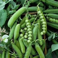Image result for Pisum sativum