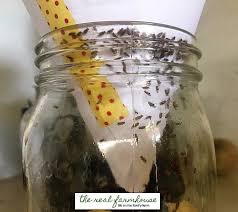 Easy Homemade Fruit Fly Trap How To Get Rid Of Flies Natural And Homemade Fly Repellents Fruit Fly Trap Fruit Flies Fruit Fly Trap Diy