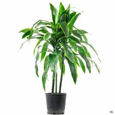 Image result for Pellaea doniana