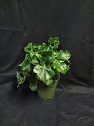 Philodendron Super Atom Plantvine Philodendron Hibiscus Tree Hibiscus Rosa Sinensis