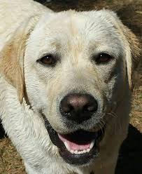 Nikaya Maxwell https://thegeorgiagazette.com/barrow/nikaya-maxwell/