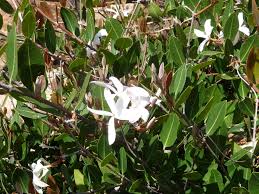 Image result for Ancylobothrys