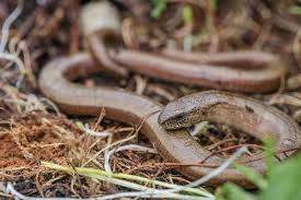 Auf dieser straße liegen immer wieder überfahrene. Blindschleichen Lbv Gemeinsam Bayerns Natur Schutzen