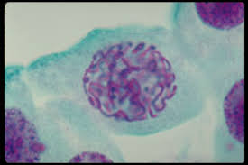 Check spelling or type a new query. Teaching The Cell Cycle And Mitosis Carolina Com