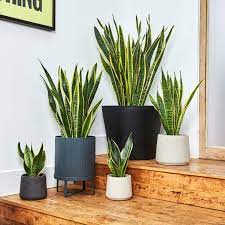 Easy snake plant care tips such as sun light, soil, water, temperature get ready to covet these gorgeous contemporary front garden designs. Snake Plant Sansevieria Kirkii Indoor Plants In London Patch