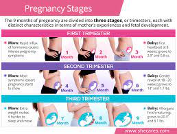 Pregnancy Stages Trimesters Shecares