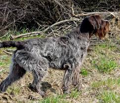 Image result for griffon korthalsův