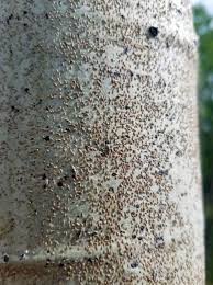 If anyone would like to generate a hybrid set of lods using a combo of this and sfo, feel free to grab the billboards in the optional files section and i will host the patch here! Nau Arizona Elk Society Partner To Research Insects Threatening Aspen Stands In Northern Arizona Nau News
