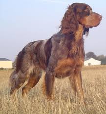 Image result for německý ohař dlouhosrstý