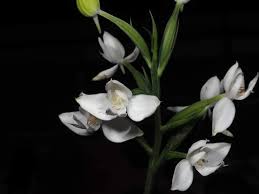 Image result for Habenaria harmsiana