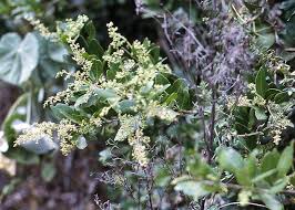 Image result for Searsia natalensis