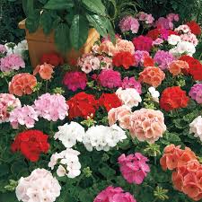 Check spelling or type a new query. The 13 Best Flower Shops In Denver