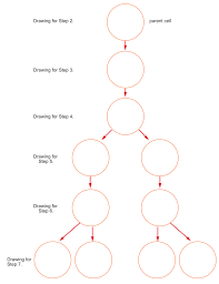 In this activity, you will use the following web pages to examine the processes of mitosis and meiosis. Activities And Answer Keys Ck 12 Foundation