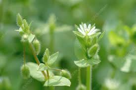 Image result for Stellaria  media