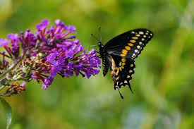 We can all make a difference by planting butterfly gardens with host and nectar plants and help support the diminishing populations of indigenous butterflies. Create A Butterfly Garden Hgtv