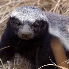 Earth Day Quiz What Animal Are You What Animal Are You Honey Badger Animals