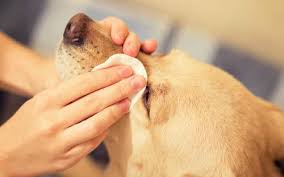 There are cases of disease elsewhere in the body that can lead to inflammation of the eye. How To Clean Your Dog S Eyes Dogviously