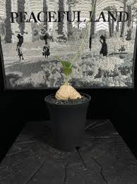 Image result for Trochomeria macrocarpa