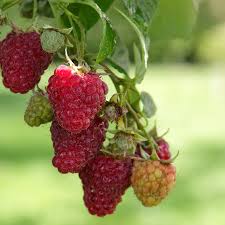 Red raspberry stock photos and images (103,918). Raspberry Meeker Rubus Wayside Gardens
