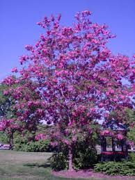 What this taxon's cultivar name seems to be a mystery. Robinia Pseudoacacia Purple Robe Purple Robe Black Locust Trees To Plant Shade Trees Hedge Plants