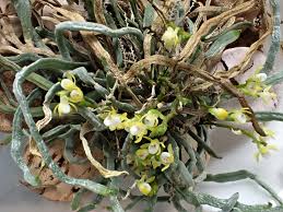 Image result for Taeniophyllum