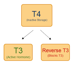 The Integrative Medicine Blog Thyroid Testing And Treatment