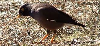 Introduced to hawaii from india in the 1860s, the myna bird has flourished on the islands. Indian Mynas Northern Beaches Council