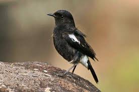 Check spelling or type a new query. Download Suara Burung Decu Mini Ngerol Gacor Mp3 Harga