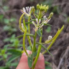 Image result for Crinum stuhlmannii