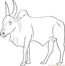 Bull with big horn coloring page. Kangayam Bull Coloring Page For Kids Free Bull Printable Coloring Pages Online For Kids Coloringpages101 Com Coloring Pages For Kids