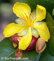 Image result for Ochna