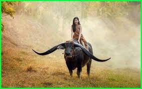 Sebutkan Contoh Hewan Ruminansia Sebutkan Tiga Contoh Hewan Ruminansia Sebutkan Empat Contoh Hewan Ruminansi Animal Photography Animals Wild Animal Wallpaper