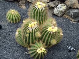 Jardin De Cactus Lanzarote 2011 Rasteniya