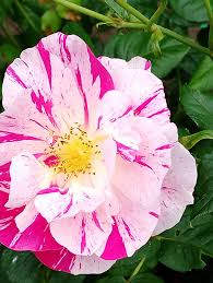 All these beautiful flower variations are