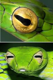 1360 x 1020 jpeg 419 кб. Life Is Short But Snakes Are Long How Snakes See Through Closed Eyes