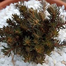 Sedum hakonense 'chocolate ball' is a moderate growing groundcover plant, perennial plant and succulent plant that can be grown in usda plant hardiness zones 4a through 9b. Sedum Hakonense Chocolate Ball Stonecrop Chocolate Ball Uploaded By Southaussiescotty